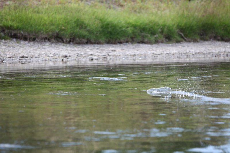 Dry Fly Take