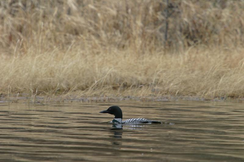 Loon