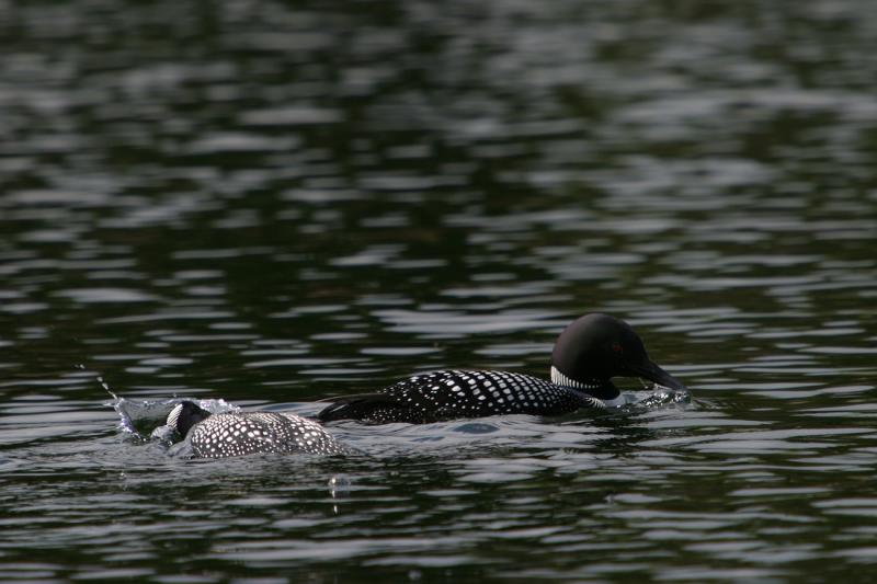 Loons