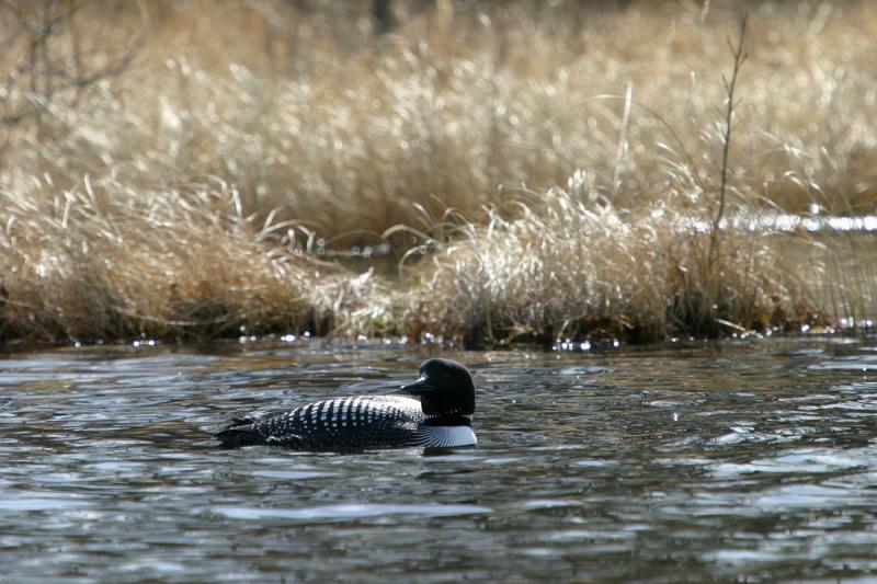 Loon