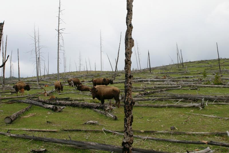 Buffalo along the Firehole