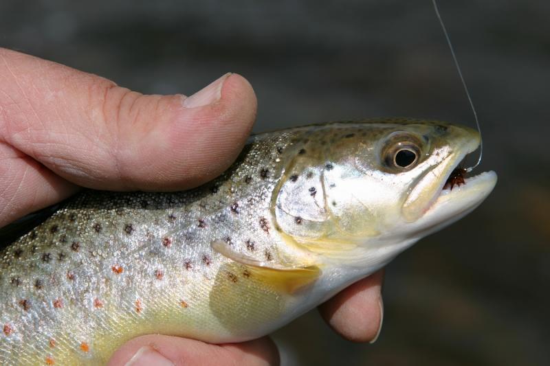 Gibbon River Brown