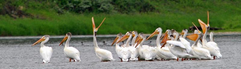 Red Deer River Pelicans