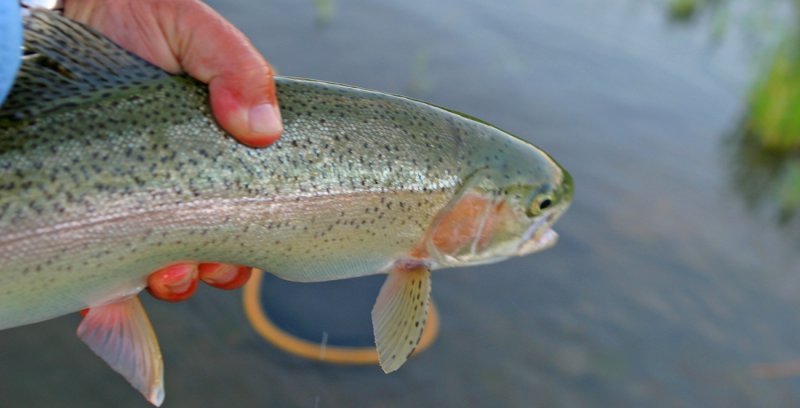 Bow River Rainbow