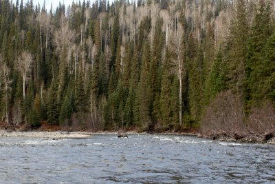 Moose are Excellent Waders