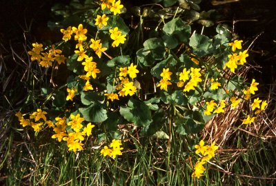 Marsh Marigolds on Stauffer