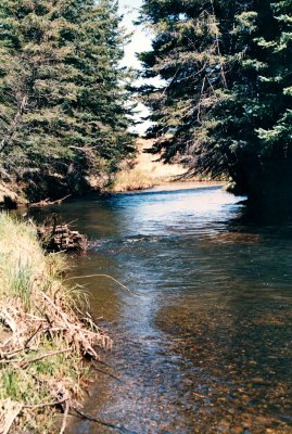 Stauffer Creek