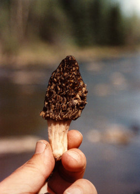 Central Alberta Morel. Delicious!