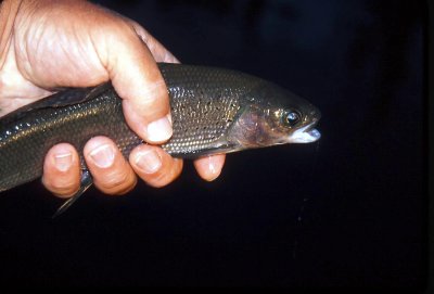 Arctic Grayling