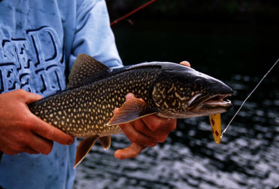 Lake Trout