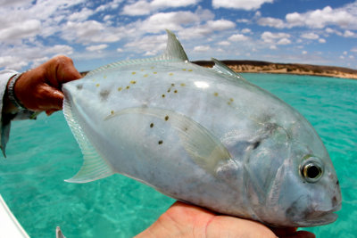 Gold-Spotted Trevally