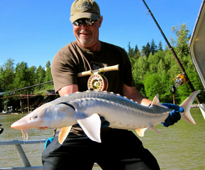 Sturgeon on the Fly Rod