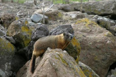 Missouri River Marmot