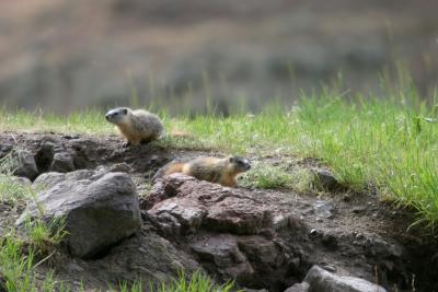 Young Marmots