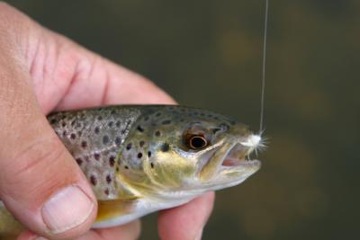 Firehole Brown