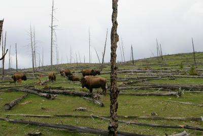 Buffalo along the Firehole