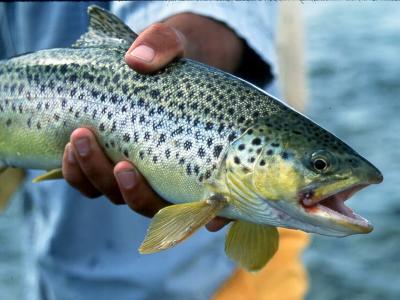 August 9, 1996 --- Bighorn River, Montana