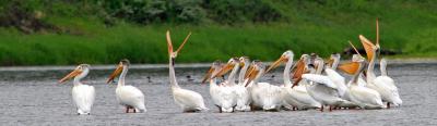 Red Deer River Pelicans