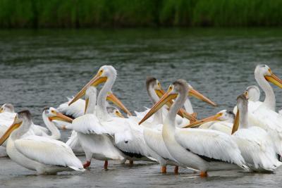 Red Deer River Pelicans