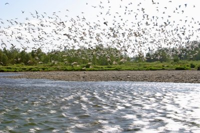 The Birds