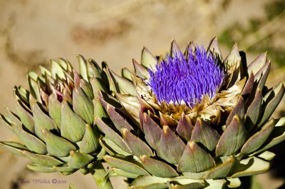 Artichoke