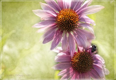 Coneflowers