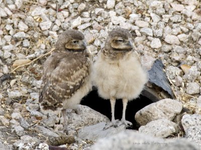 Baby Owls