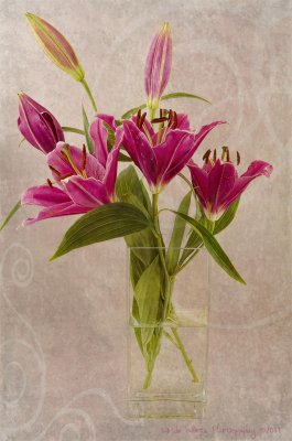 Pink Lilies