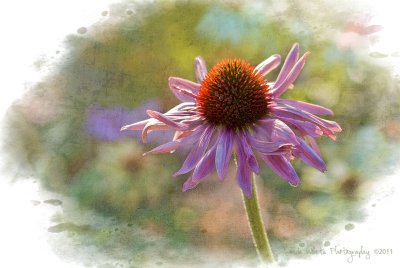 Coneflower