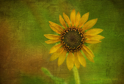 Today's Sunflower
