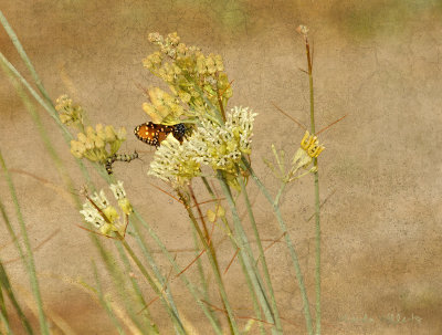 In the Milkweed