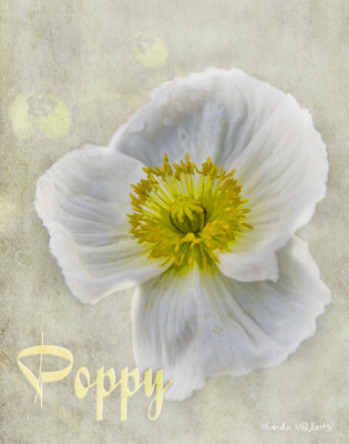 Poppy