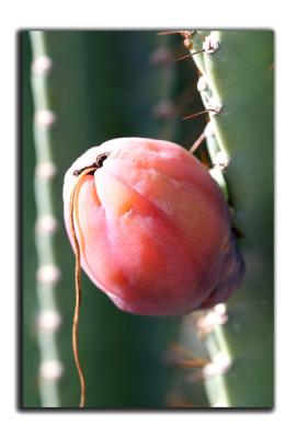 Cactus Fruit