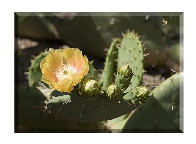 Cactus Beauties