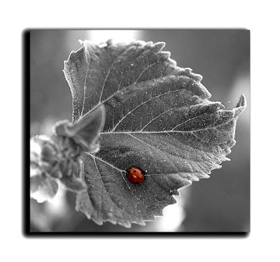 Ladybug