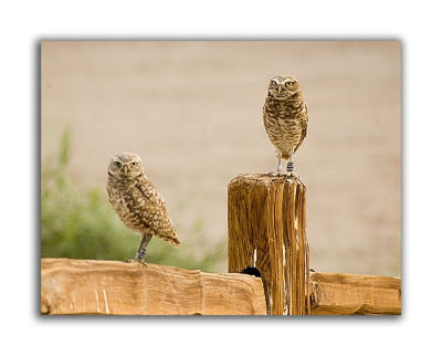 2 owls