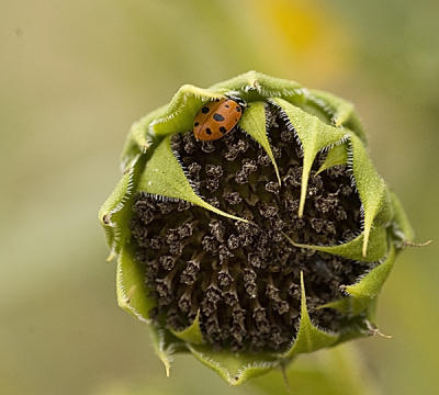 Ladybug on center