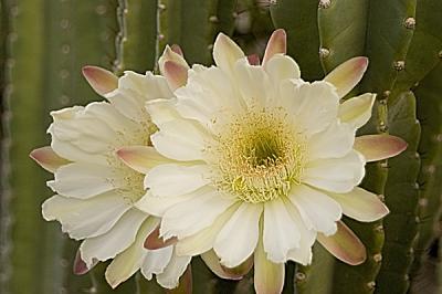 night_queen_cactus