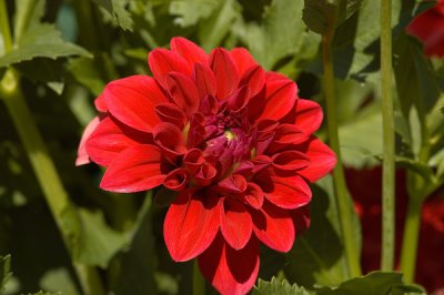 Butchart Gardens