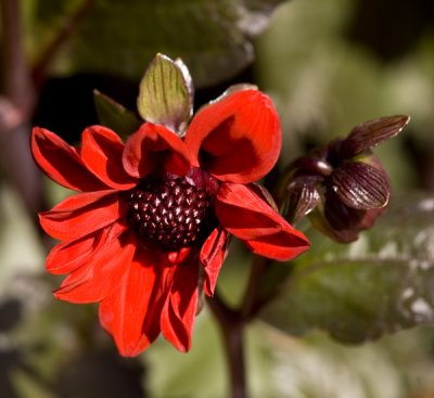 Butchart Gardens