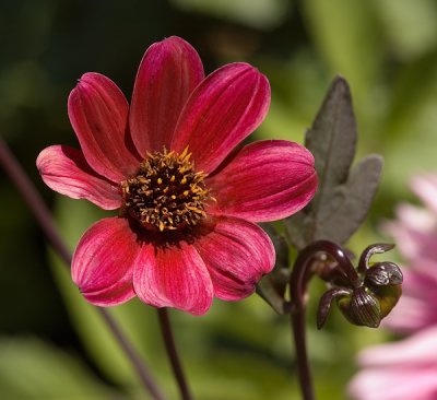 Butchart Gardens