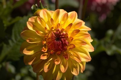 Butchart Gardens