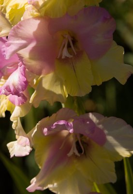 Butchart Gardens