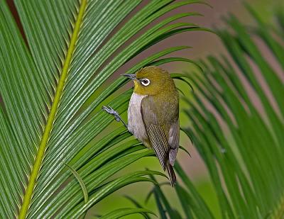 Japanese White-eye (Zosterops japonicus)