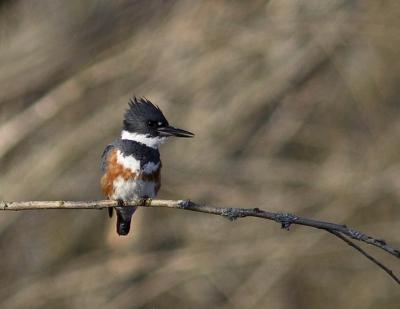 Kingfisher2w.jpg