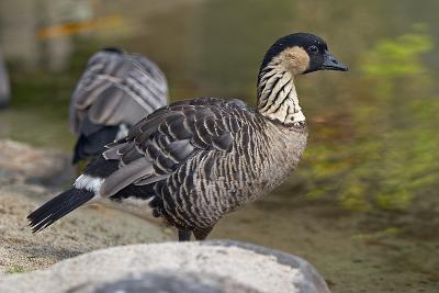 Nene - Hawaiian Goose