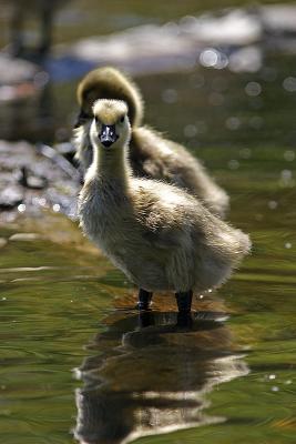 g4/19/425119/3/60363818.Babygoose.jpg