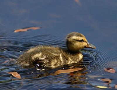 g4/19/425119/3/60364299.babyduckw.jpg