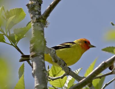 Western Tanager (M)