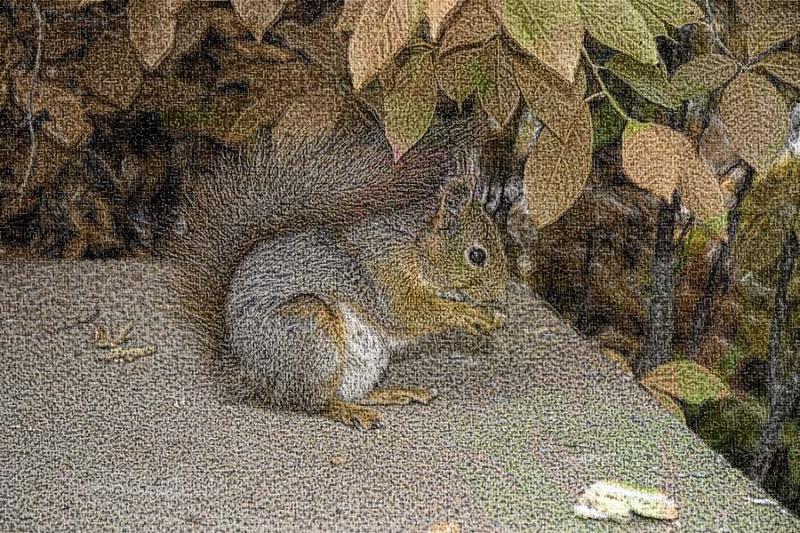 Squirrel in Autumn